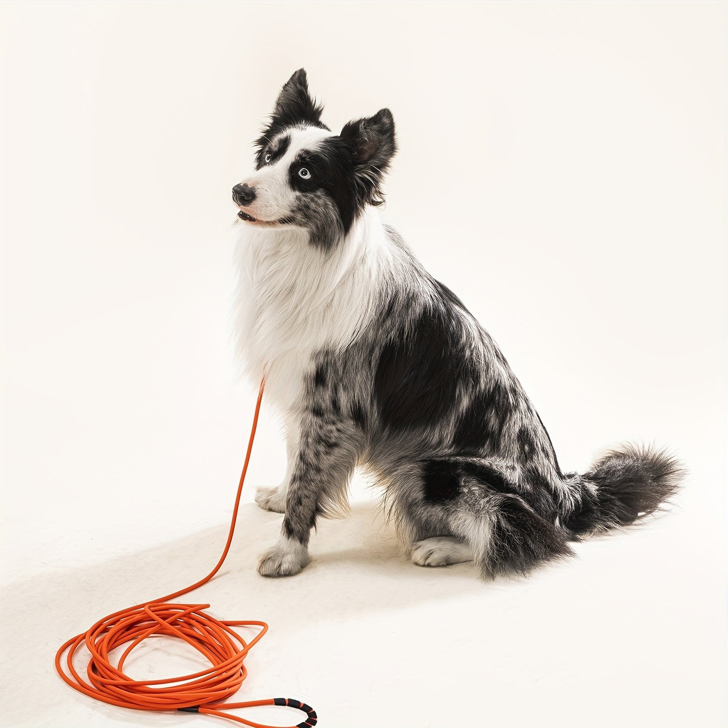 Laisse Longue Étanche et Ultra-Résistante pour Chien – Spéciale Entraînement, Plage, Randonnée & Dressage