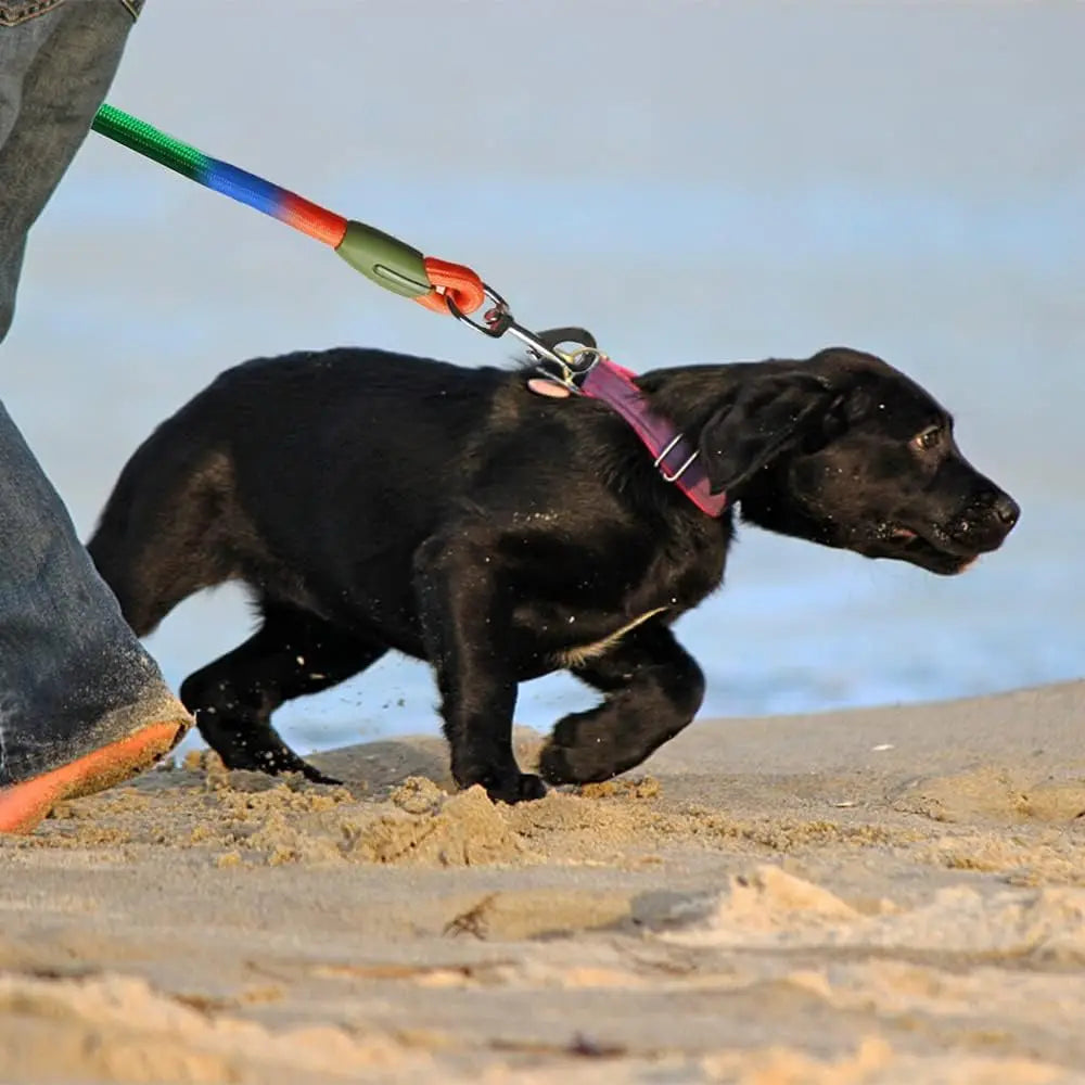 Laisse Mains Libres Réfléchissante en Nylon – Laisse de Marche, Course et Jogging Réglable pour Chiens de Petite à Grande Taille