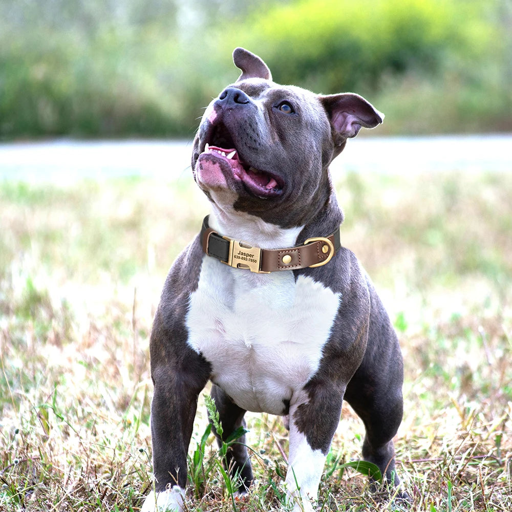 Collier pour Chien en Cuir PU Personnalisé – Collier Gravé avec Boucle Réglable et Plaque d’Identification, Durable pour Chiens Petits, Moyens et Grands (Pug, Bulldog, etc.)