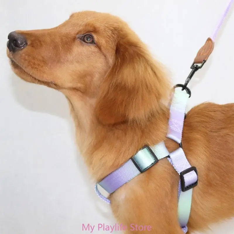 Ensemble Harnais et Laisse de Dressage pour Chien – Harnais de Poitrine avec Libération Rapide, Facile à Contrôler, Idéal pour la Marche et l’Entraînement