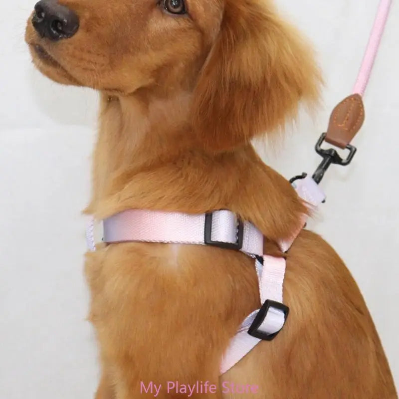 Ensemble Harnais et Laisse de Dressage pour Chien – Harnais de Poitrine avec Libération Rapide, Facile à Contrôler, Idéal pour la Marche et l’Entraînement