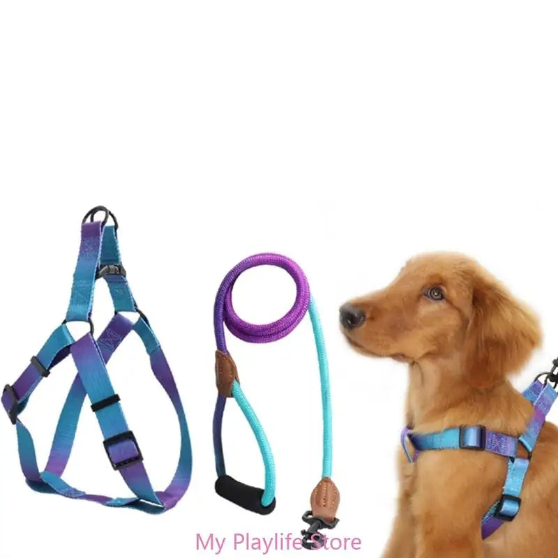 Ensemble Harnais et Laisse de Dressage pour Chien – Harnais de Poitrine avec Libération Rapide, Facile à Contrôler, Idéal pour la Marche et l’Entraînement