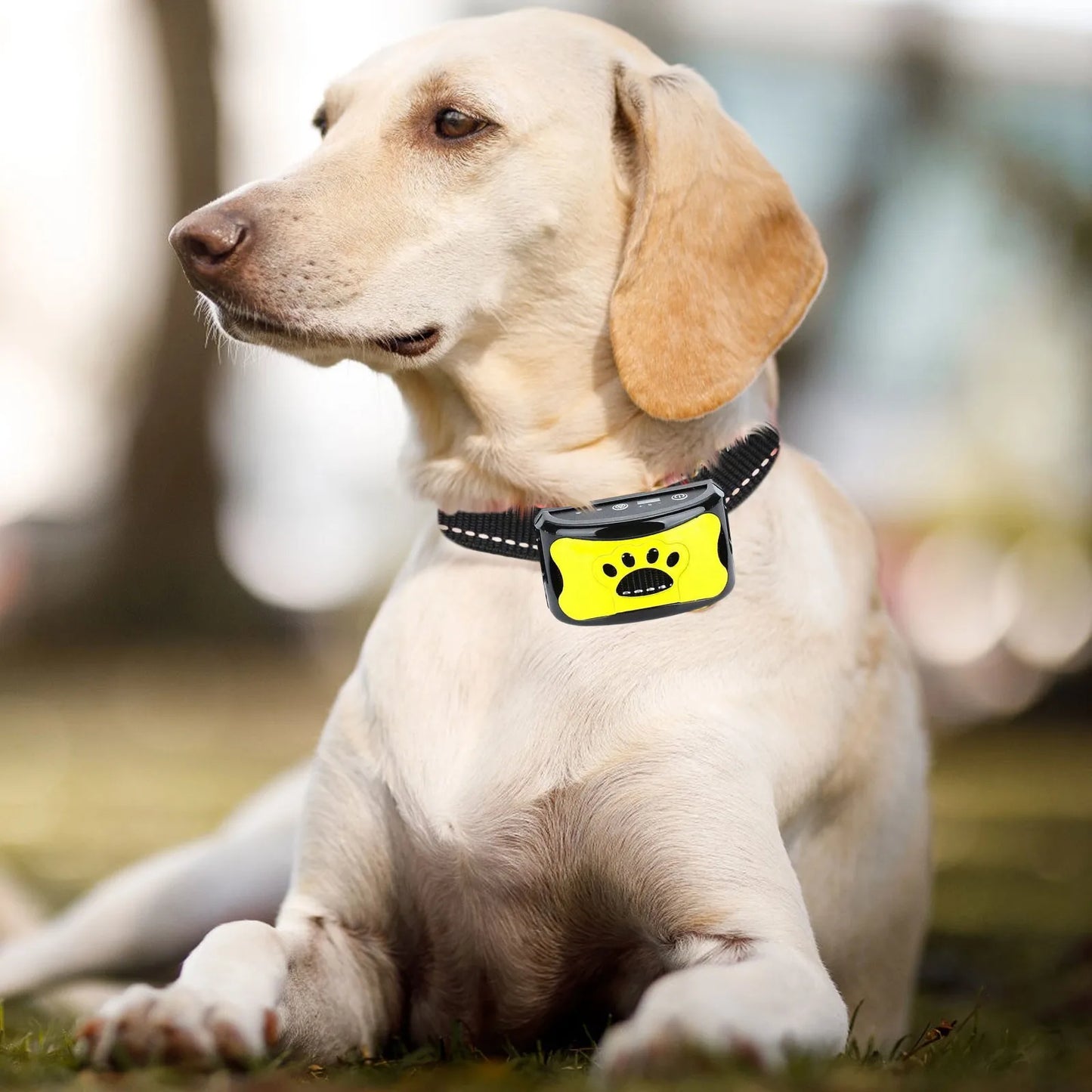 Collier Anti-Aboiement pour Chien – Ultrasons & Vibration, Recharge USB, Dressage Électrique Doux