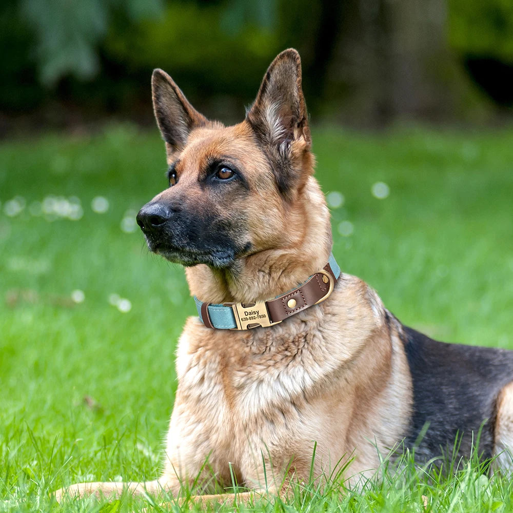 Collier pour Chien en Cuir PU Personnalisé – Collier Gravé avec Boucle Réglable et Plaque d’Identification, Durable pour Chiens Petits, Moyens et Grands (Pug, Bulldog, etc.)