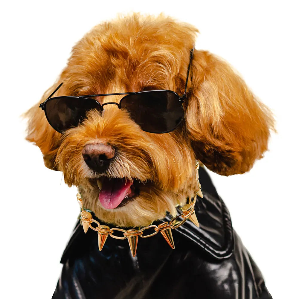 Collier Métal à Pointes pour Chien – Style Rock, Réglable pour Petits & Moyens Chiens (Bulldog, Carlin, etc.)