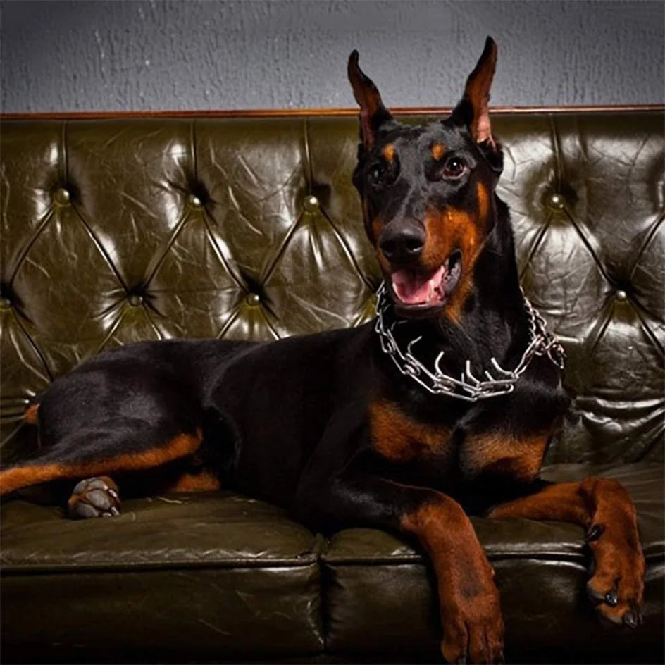 Collier de Dressage à Pointes en Métal – Anti-Traction, Ajustable, avec Embouts en Caoutchouc pour Chiens Moyens à Grands