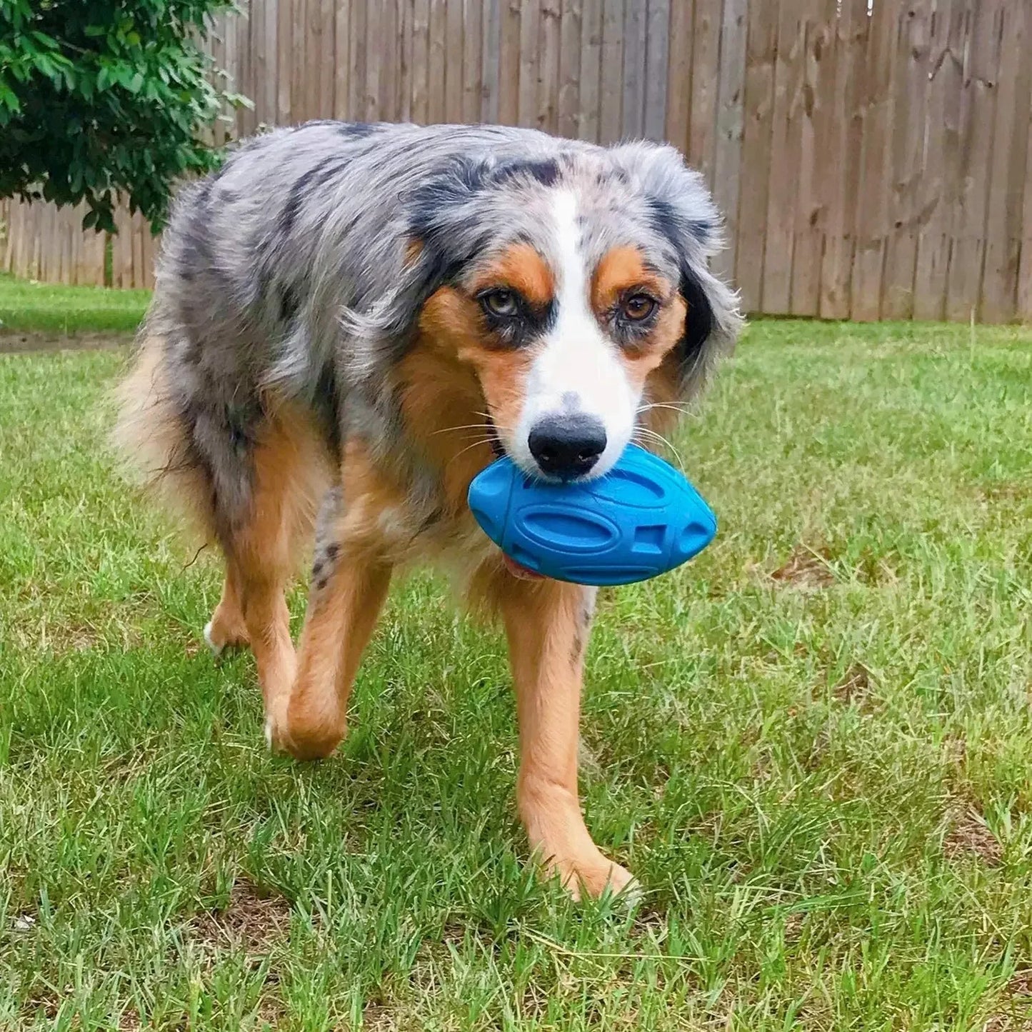 Jouet pour Chien Couineur en Caoutchouc – Balle à Mâcher Résistante pour Chiots et Chiens Agressifs – Nettoyage des Dents & Jeu Interactif – Pour Races Moyennes et Grandes