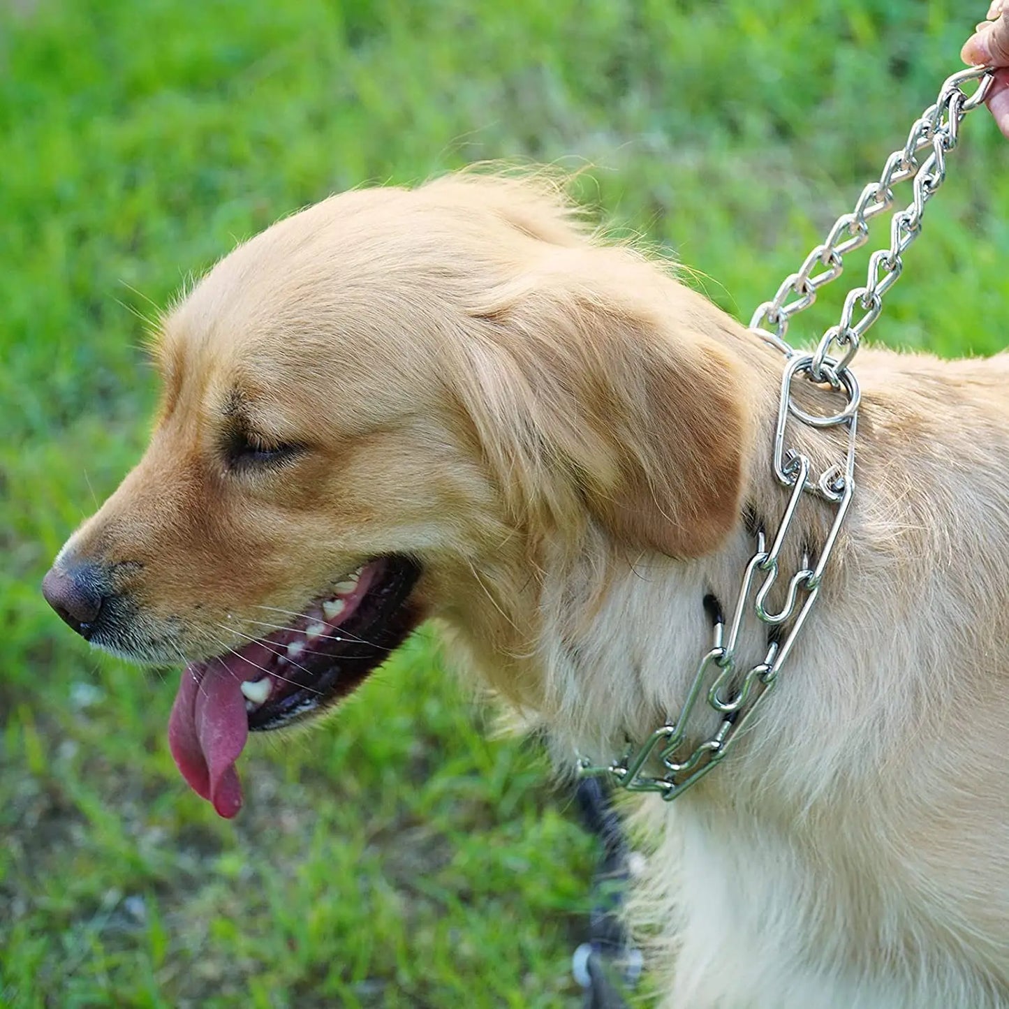 Collier de Dressage à Pointes en Métal – Anti-Traction, Ajustable, avec Embouts en Caoutchouc pour Chiens Moyens à Grands