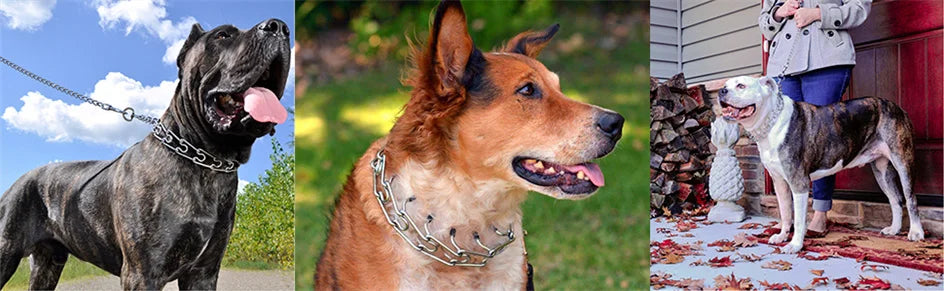 Collier de Dressage à Pointes en Métal – Anti-Traction, Ajustable, avec Embouts en Caoutchouc pour Chiens Moyens à Grands